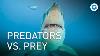 Extra Long Documentary Ocean Warfare And Other Animal Survival Tactics
