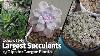 My Largest Succulents 3 Tips To Grow Larger Succulents